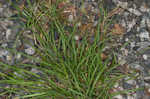 Flattened oatgrass